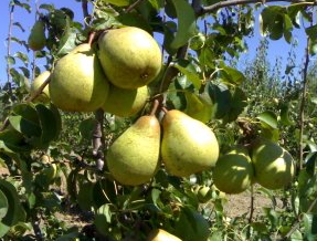 Instituto Superior de Agronomia divulga recomendações para armazenamento prolongado de pera “Rocha”